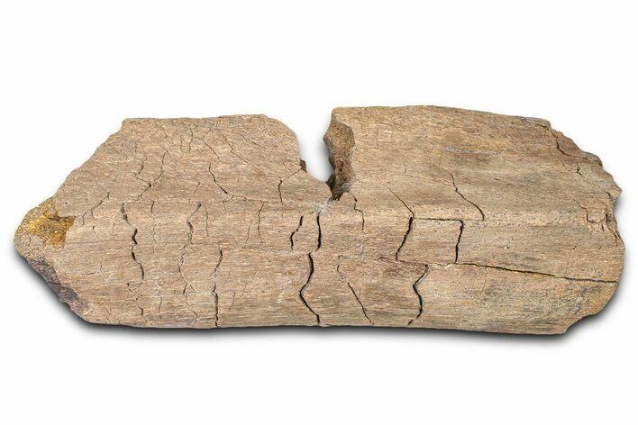 Dinosaur (Triceratops) Rib Bone Section - Wyoming #381182